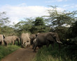 elefanten-herde in kenia (kimana)