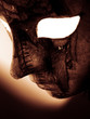 carnival mask