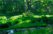 summer creek