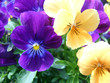 mixed violas