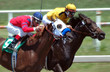 Foto: race horses race horses
