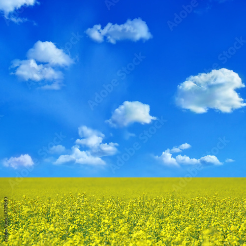 oilseed oilseed