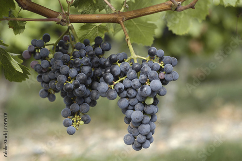 grappe de raisins