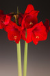 plante amaryllis