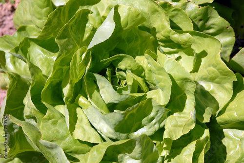 laitue-lettuce