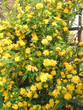 japonica shrub