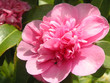 pink camellia