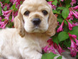 cocker spaniel puppy