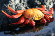 crabe rouge des galapagos crabe rouge des galapagos