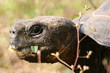 tortue géante des galapagos