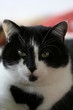 katzenportrait