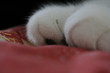 katzenpfoten