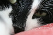 katzennase