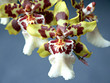 orchidee_3