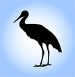 Illustration: stork stork