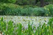 Photo: garden pond garden pond