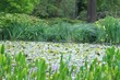 Photo: garden pond garden pond