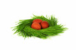 nest