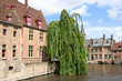 tree and canal tree and canal