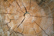 cut trunk background