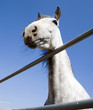 caballo5762