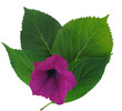 fleur et feuille