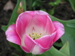 tulpe tulpe