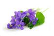 violets on white background violets on white background