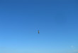mouette dans le ciel mouette dans le ciel