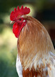 rooster