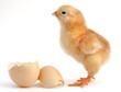 chick new born