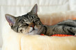 Foto: schlafende katze schlafende katze