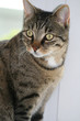 Foto: aufmerksame katze aufmerksame katze