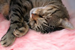 Foto: schlafende katze schlafende katze