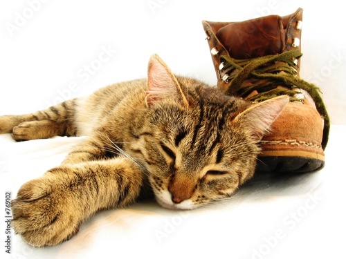cat and boot
