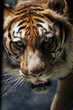 tigre tigre