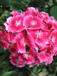 red carnation