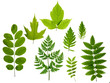 green leaves isolated green leaves isolated