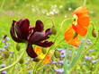 schwarze tulpe im mohnblumenfeld schwarze tulpe im mohnblumenfeld