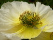 islandmohn islandmohn