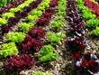 salatfeld salatfeld
