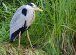heron