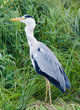 heron