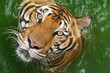tiger with expressive eyes