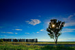 lonesome tree next to a railway track