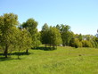 trees and meadow