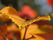 vibrant autumn leaves and a lady bug