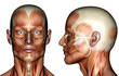 Photo: illustration - face muscles illustration - face muscles