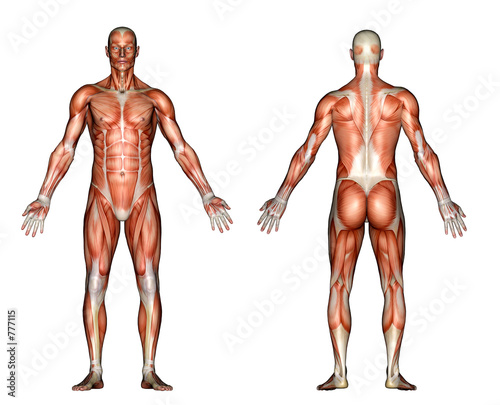 Illustration: illustration - male anatomy illustration - male anatomy