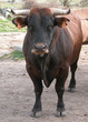 toro de frente toro de frente